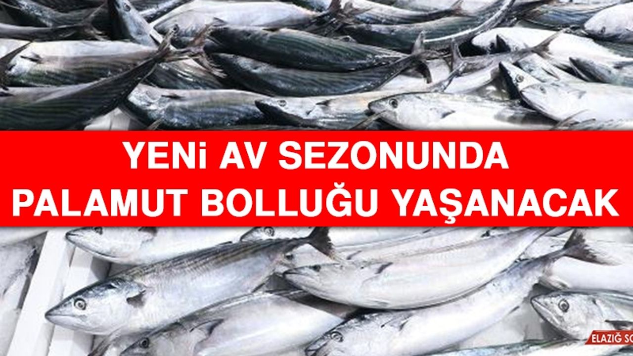 Yeni Av Sezonunda Palamut Bolluğu Yaşanacak