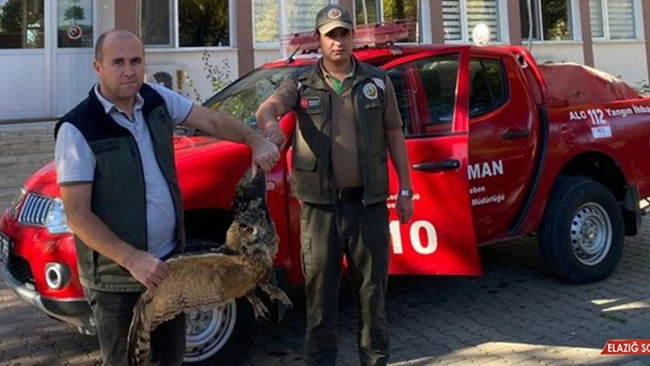 Yaralı Puhu Kuşu Tedavi Altına Alındı  