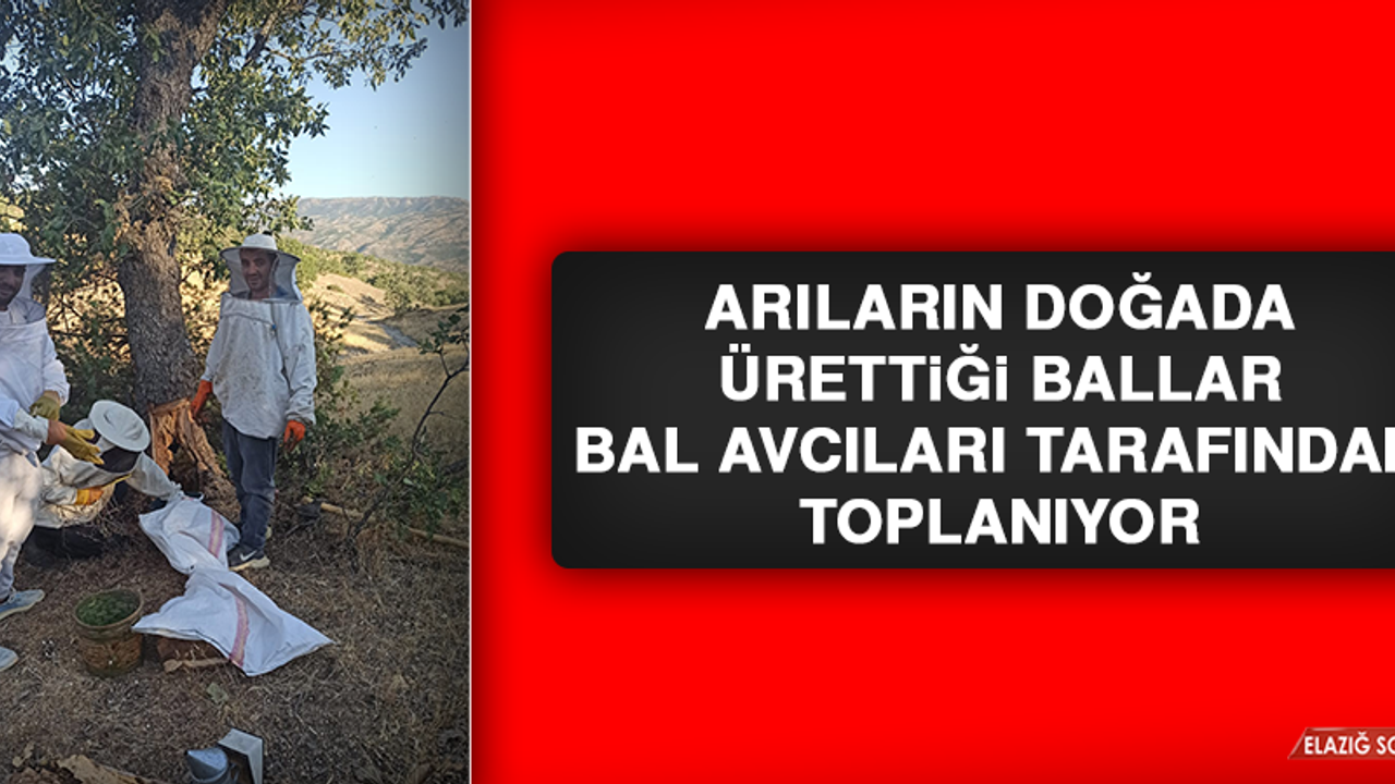 Elazığ’da Arıların Doğada Ürettiği Ballar Bal Avcıları Tarafından Toplanıyor