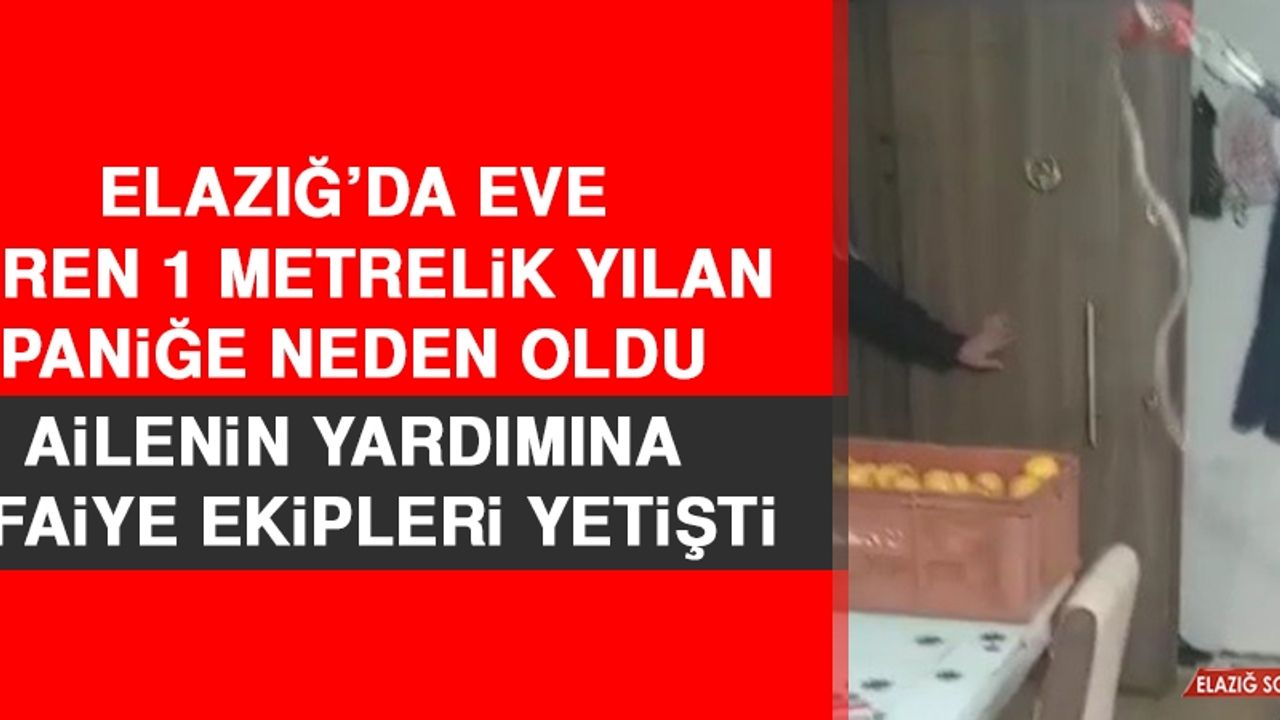 Elazığ’da Eve Giren 1 Metrelik Yılan Paniğe Neden Oldu