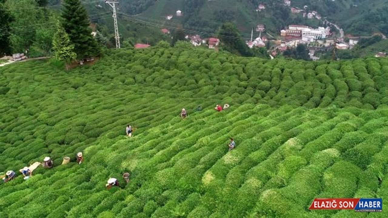 Türkiye'nin çay ihracatı 18 milyon doları aştı
