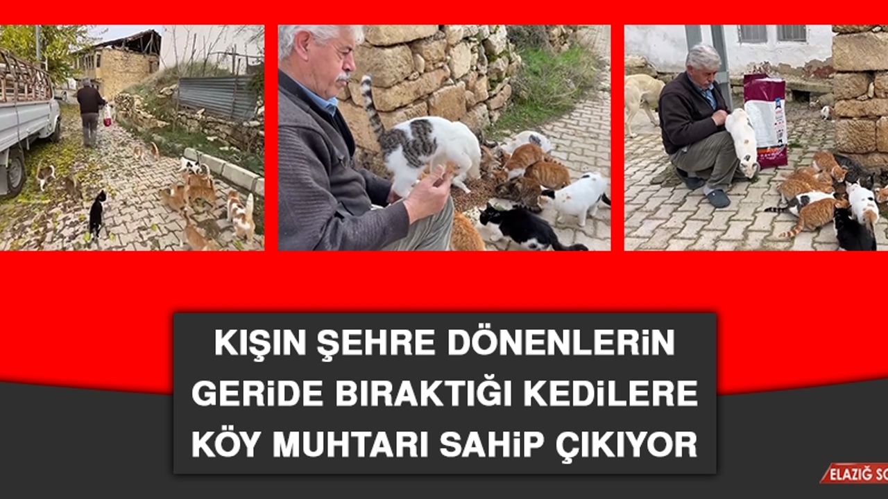 Kışın Şehre Dönenlerin Geride Bıraktığı Kedilere Köy Muhtarı Sahip Çıkıyor