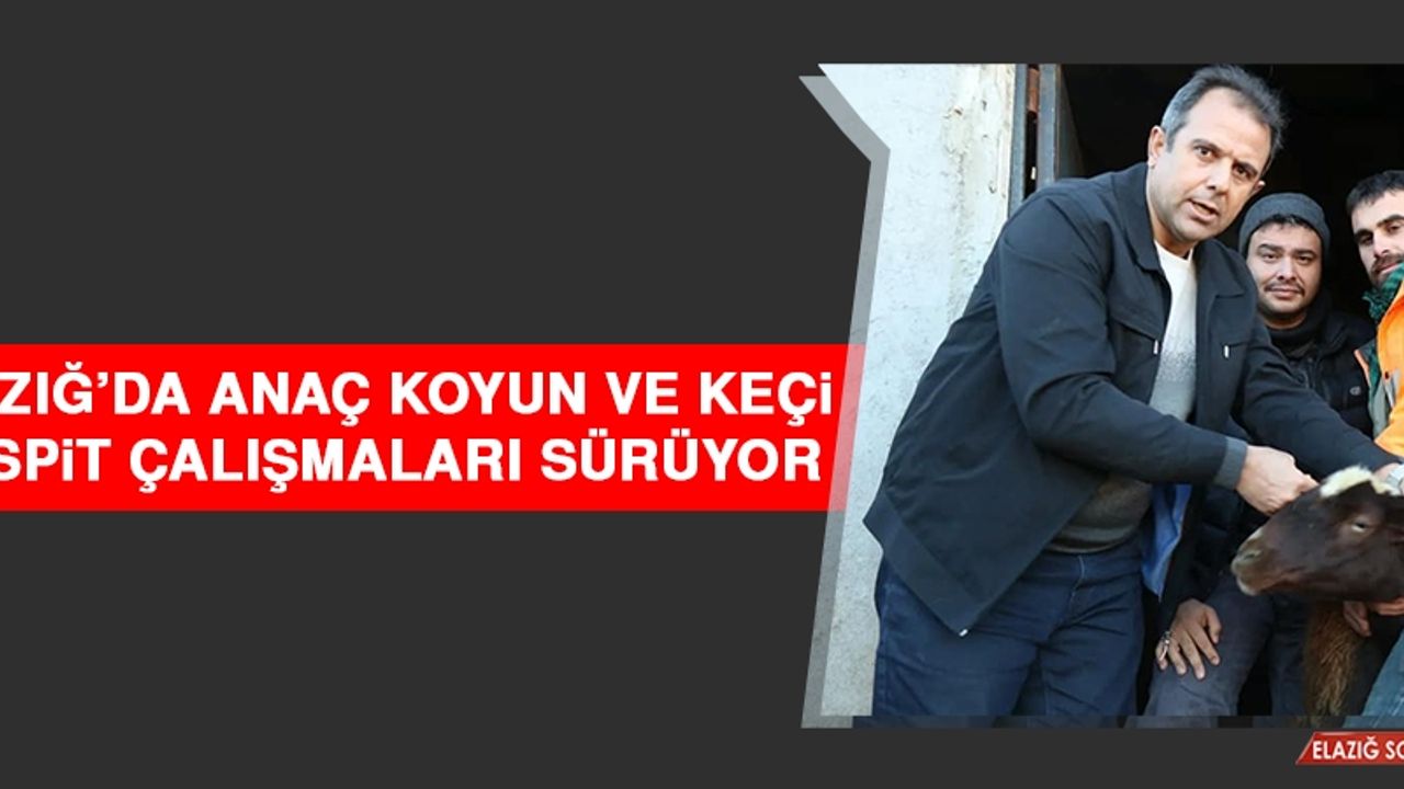 Elazığ’da Anaç Koyun ve Keçi Tespit Çalışmaları Sürüyor