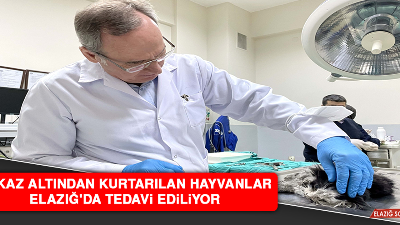 Enkaz Altından Kurtarılan Hayvanlar Elazığ'da Tedavi Ediliyor