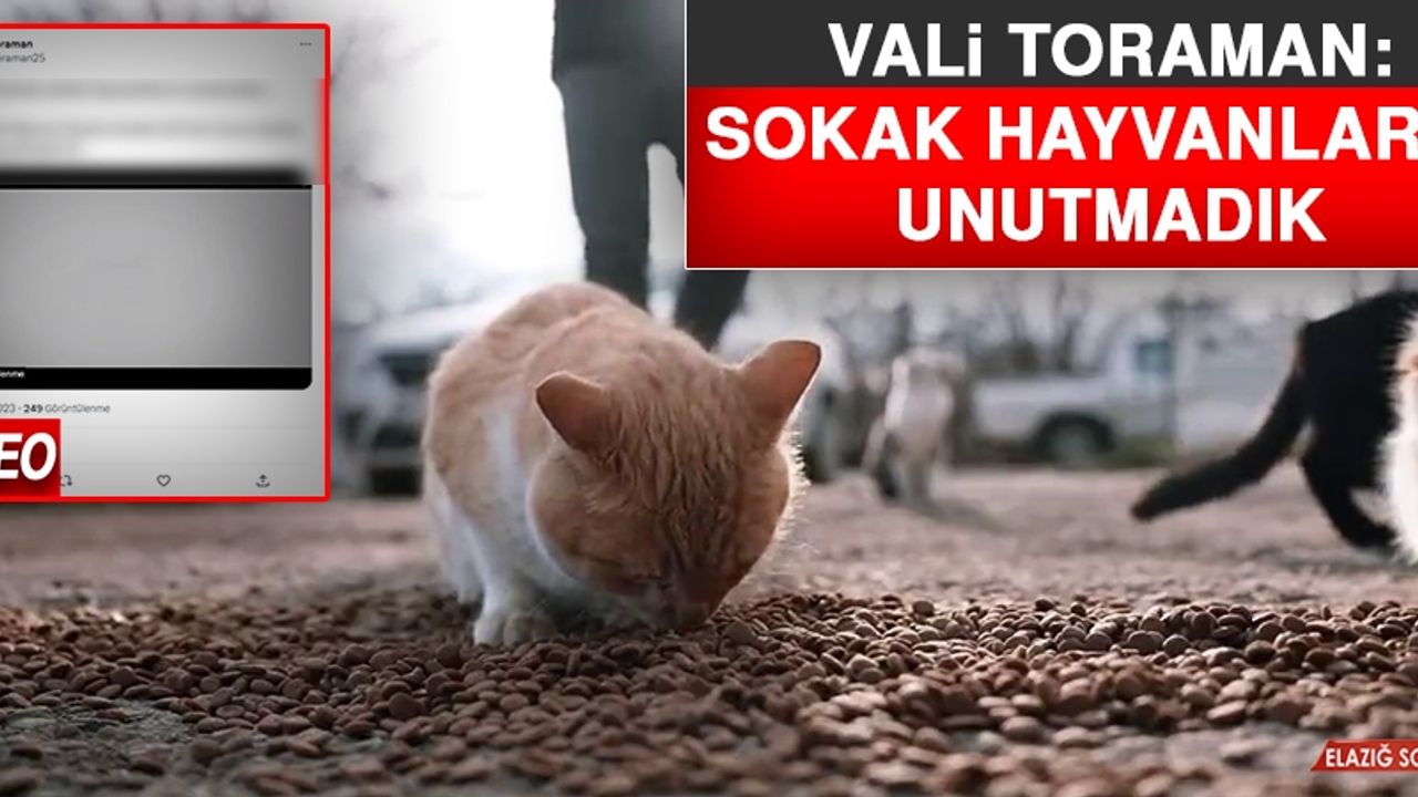 Vali Toraman: Sokak Hayvanlarını Unutmadık