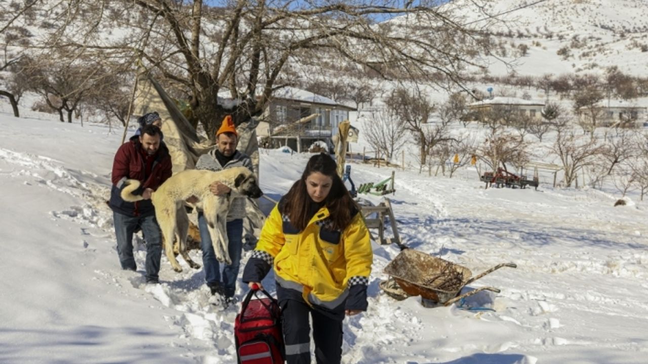 Van'dan Malatya'ya giden ekipler enkazdan çıkan yaralı hayvanları tedavi ediyor