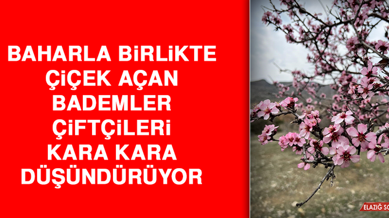 Baharla Birlikte Çiçek Açan Bademler, Çiftçileri Kara Kara Düşündürüyor