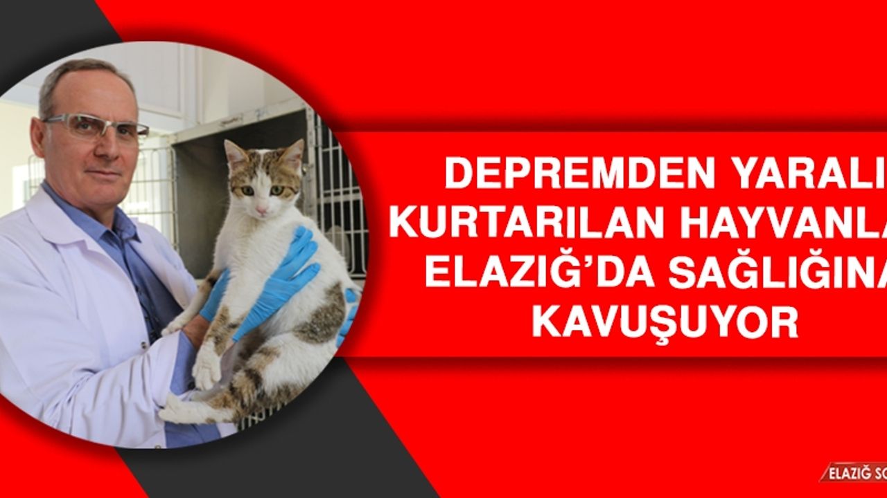 Depremden Yaralı Kurtarılan Hayvanlar Elazığ’da Sağlığına Kavuşuyor