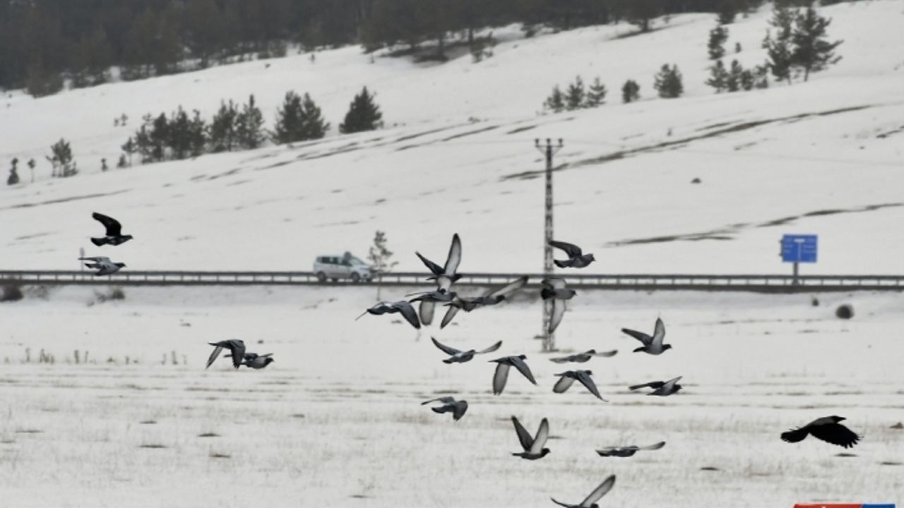 Kars ve Ardahan'da kar ile soğuk hava etkili oluyor