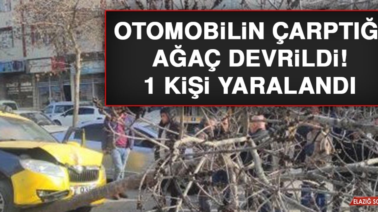 Otomobilin Çarptığı Ağaç Devrildi: 1 Yaralı