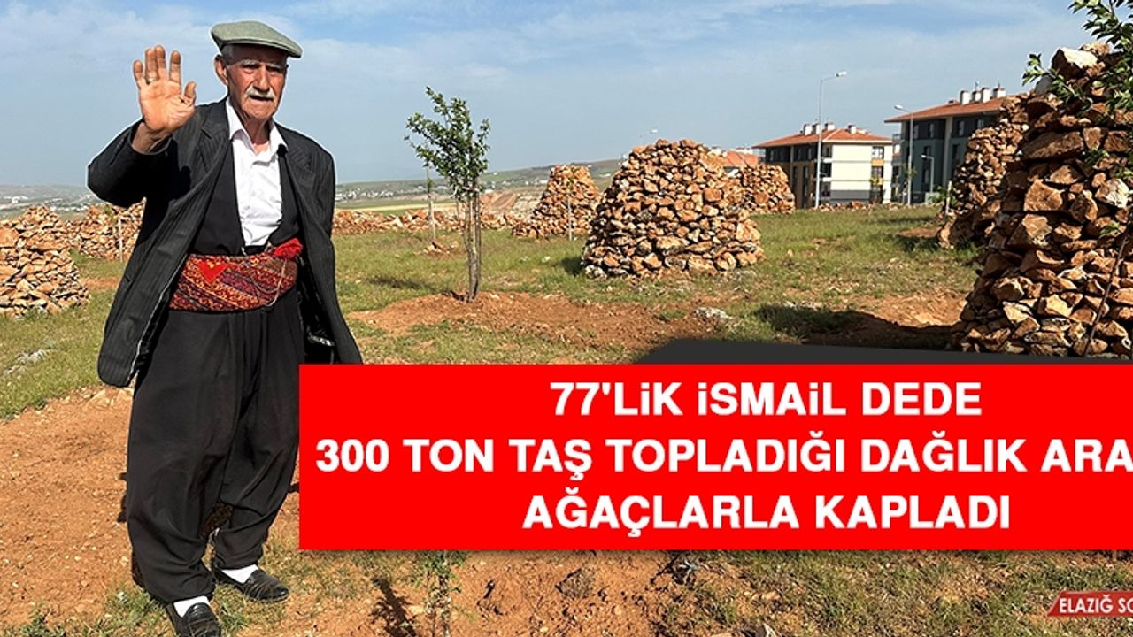 77'lik İsmail Dede 300 Ton Taş Topladığı Dağlık Araziyi Ağaçlarla Kapladı