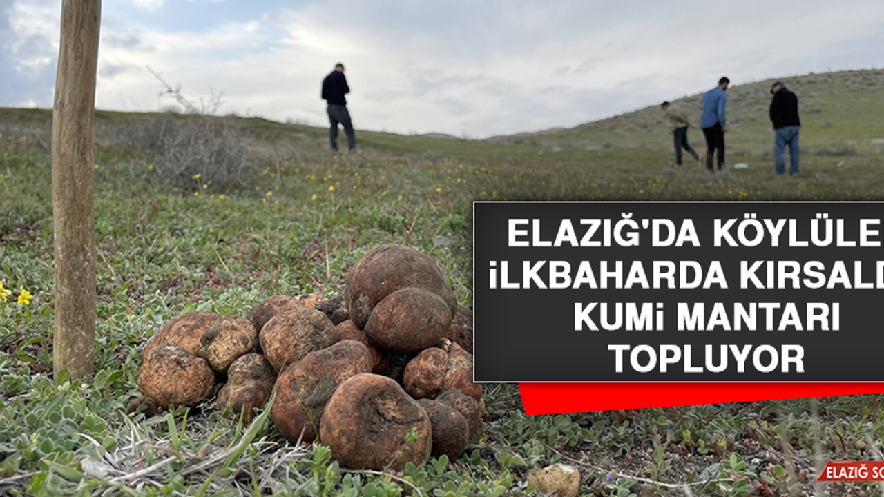 Elazığ'da Köylüler İlkbaharda Kırsalda Kumi Mantarı Topluyor