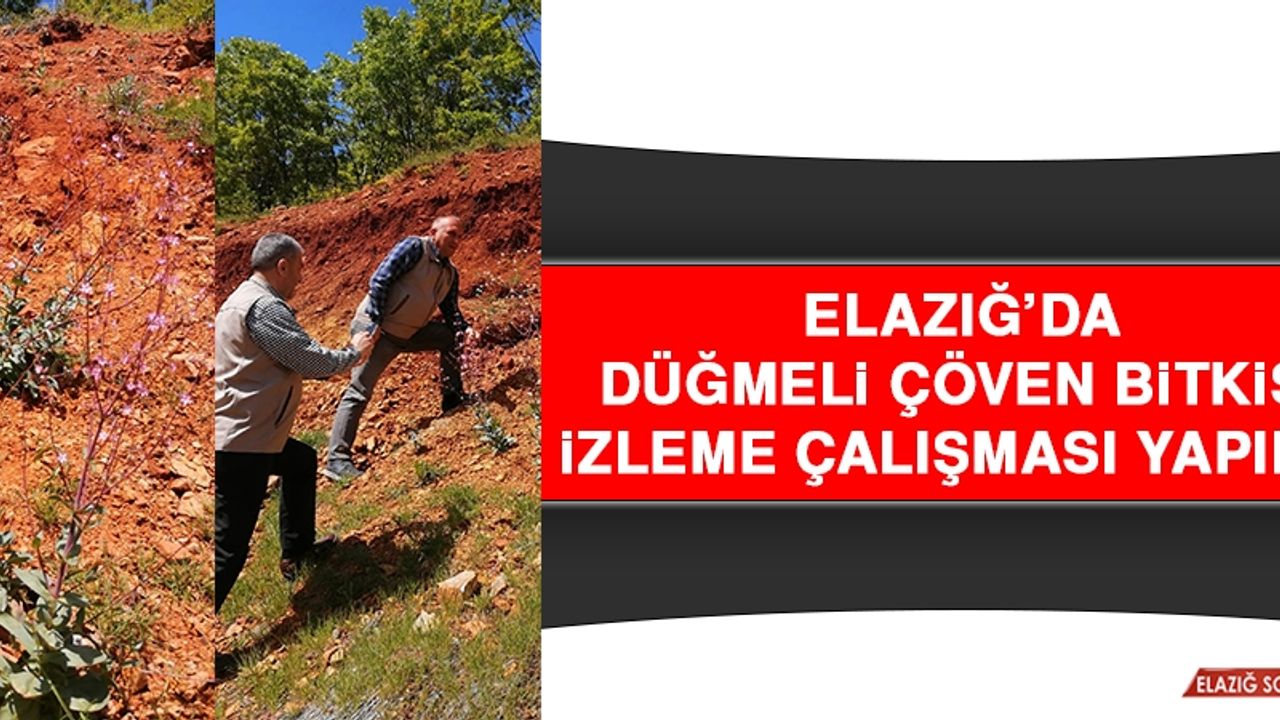 Elazığ’da Düğmeli Çöven Bitkisi İzleme Çalışması Yapıldı  