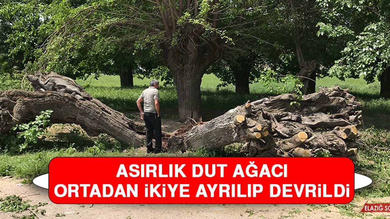 Asırlık Dut Ağacı Ortadan İkiye Ayrılıp Devrildi