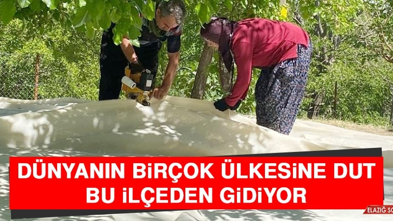 Dünyanın Birçok Ülkesine Dut Bu İlçeden Gidiyor