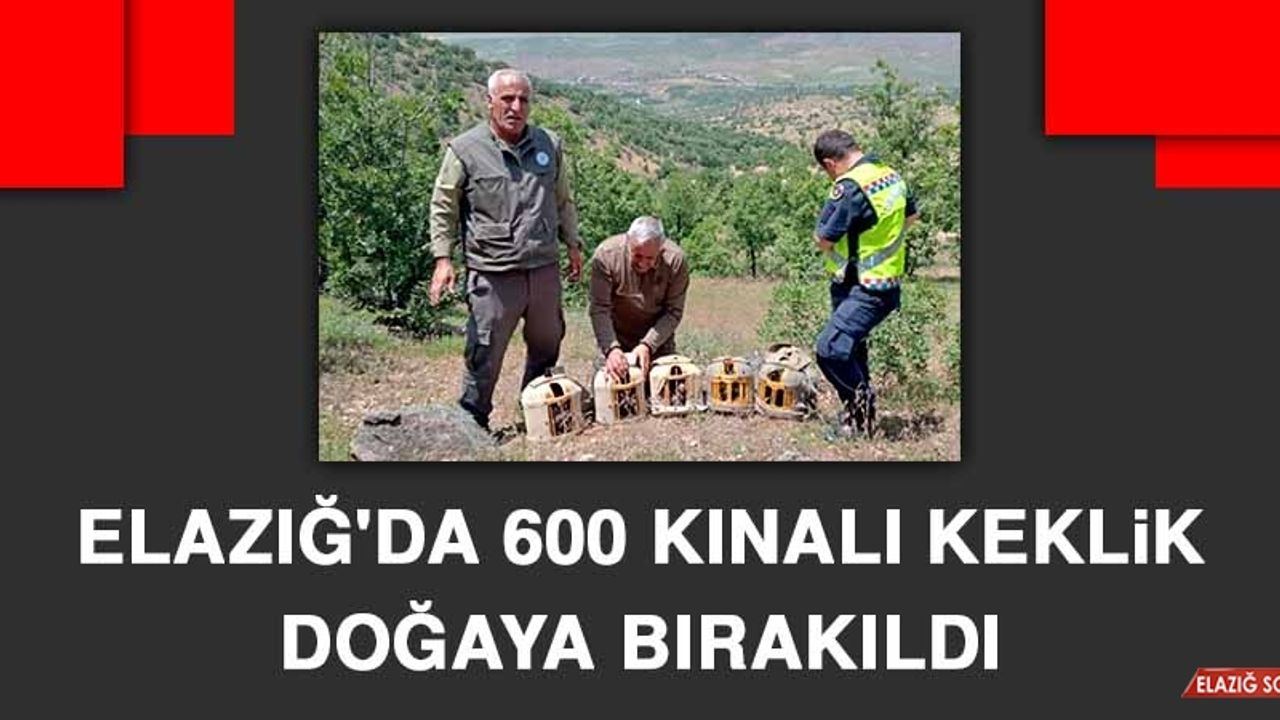 Elazığ'da 600 Kınalı Keklik Doğaya Bırakıldı