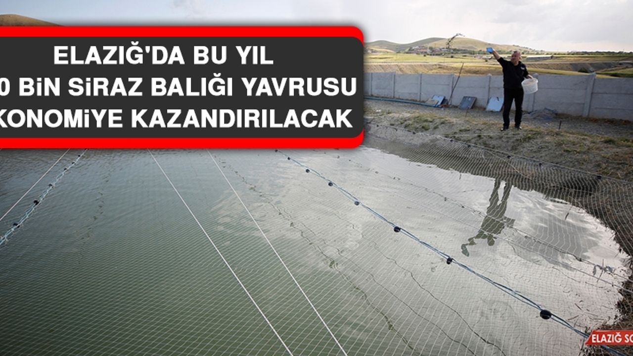 Elazığ'da Bu Yıl 700 Bin Siraz Balığı Yavrusu Ekonomiye Kazandırılacak