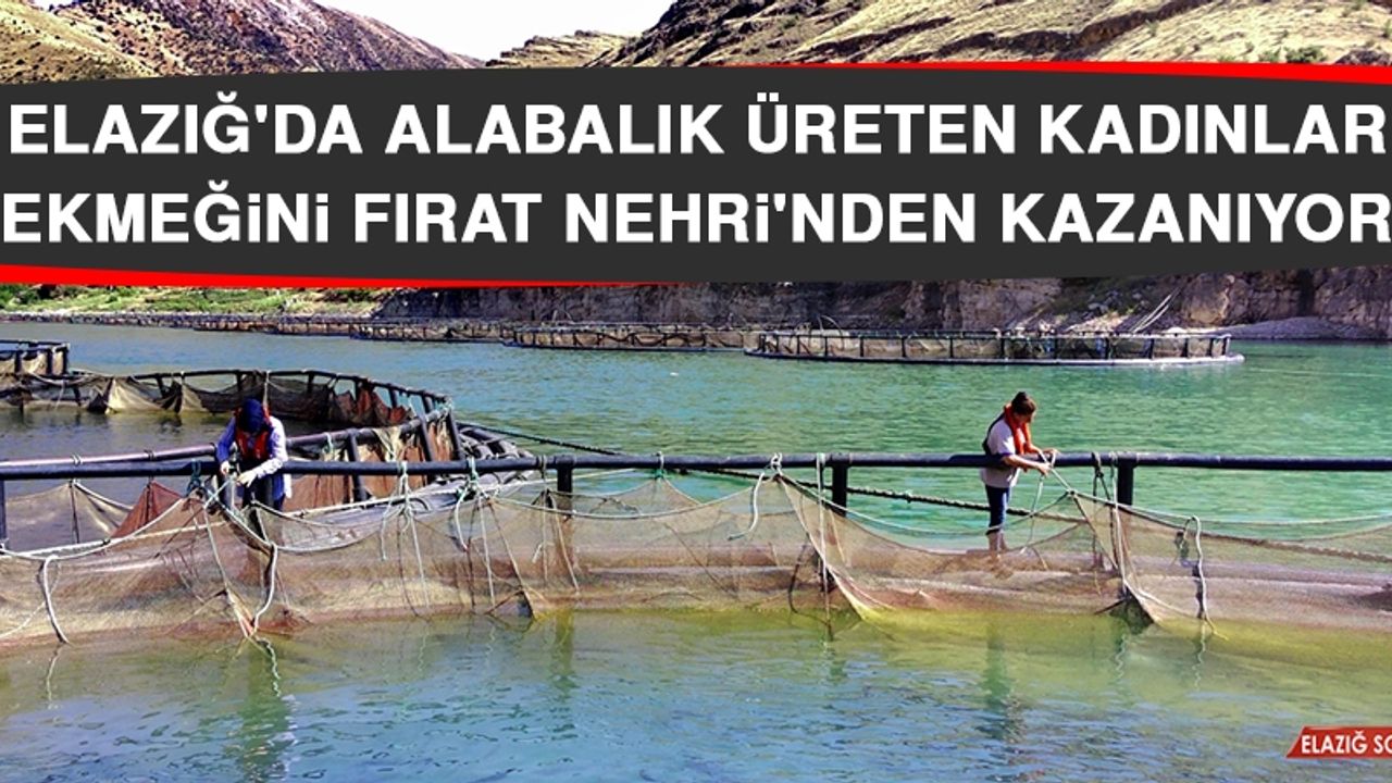 Elazığ'da Alabalık Üreten Kadınlar Ekmeğini Fırat Nehri'nden Kazanıyor