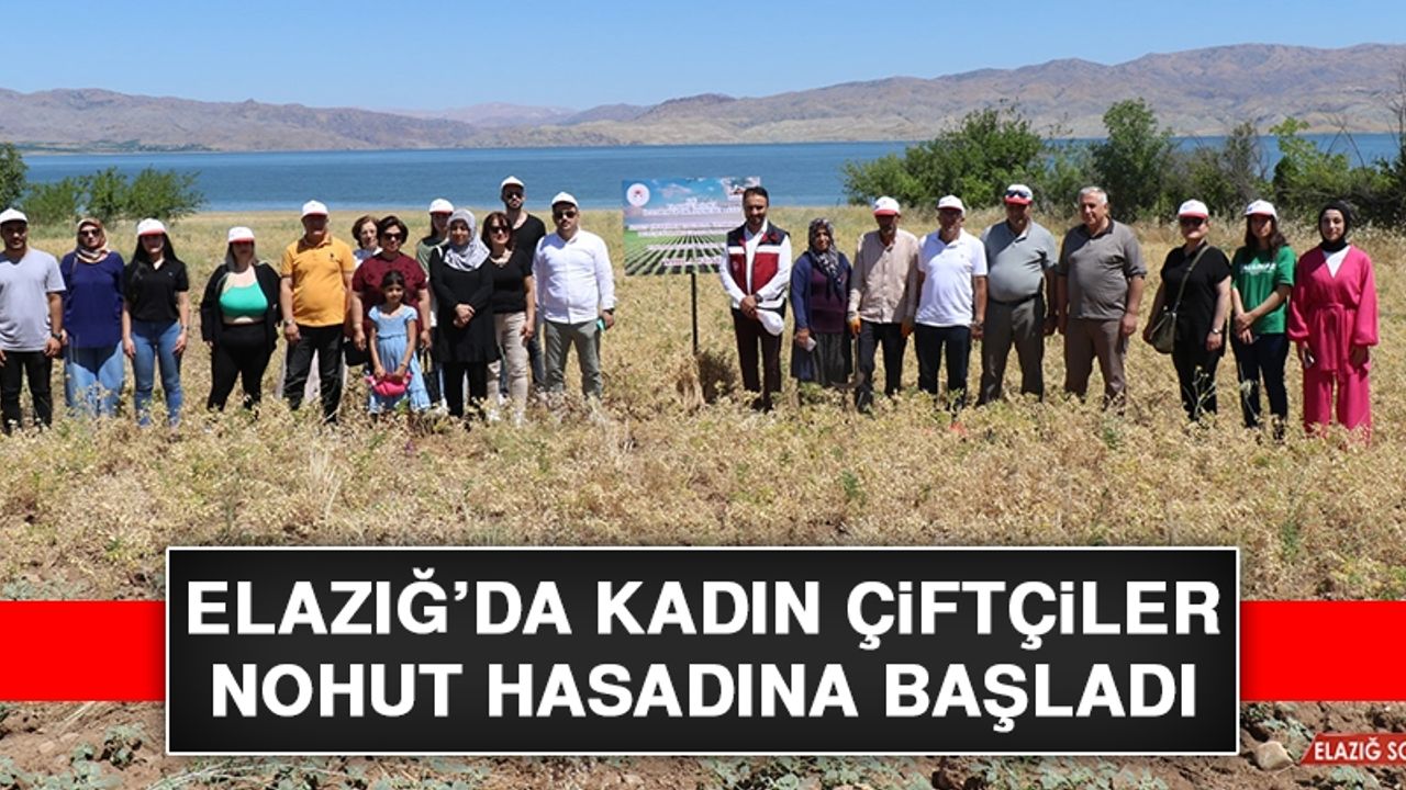 Elazığ’da Kadın Çiftçiler Nohut Hasadına Başladı