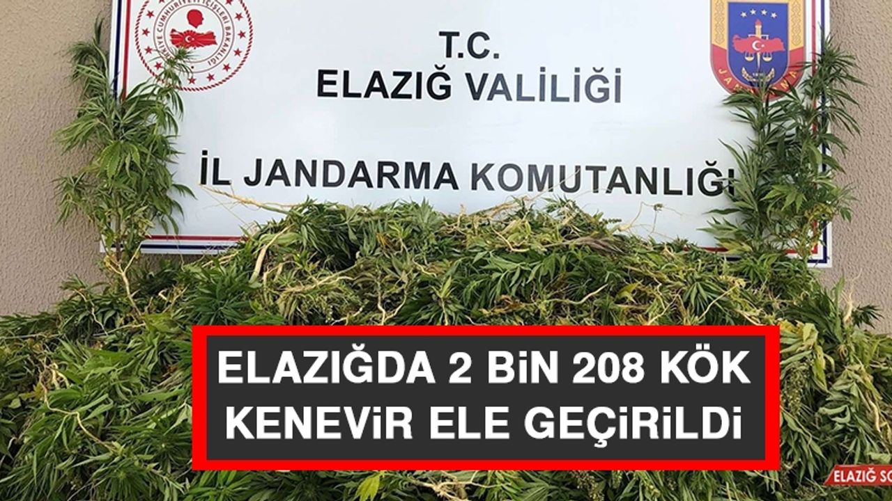 Elazığda 2 Bin 208 Kök Kenevir Ele Geçirildi