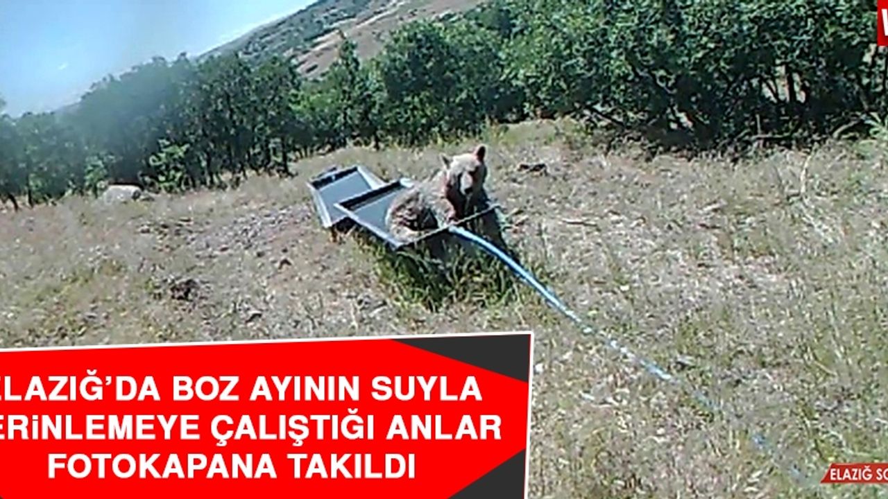 Elazığ’da Boz Ayının Suyla Serinlemeye Çalıştığı Anlar Fotokapana Takıldı