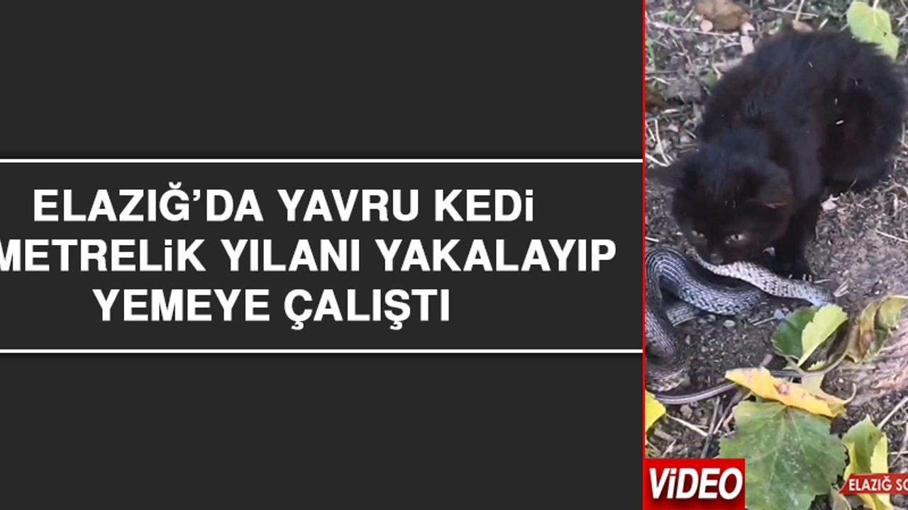 Elazığ’da Yavru Kedi, 2 Metrelik Yılanı Yakalayıp Yemeye Çalıştı 