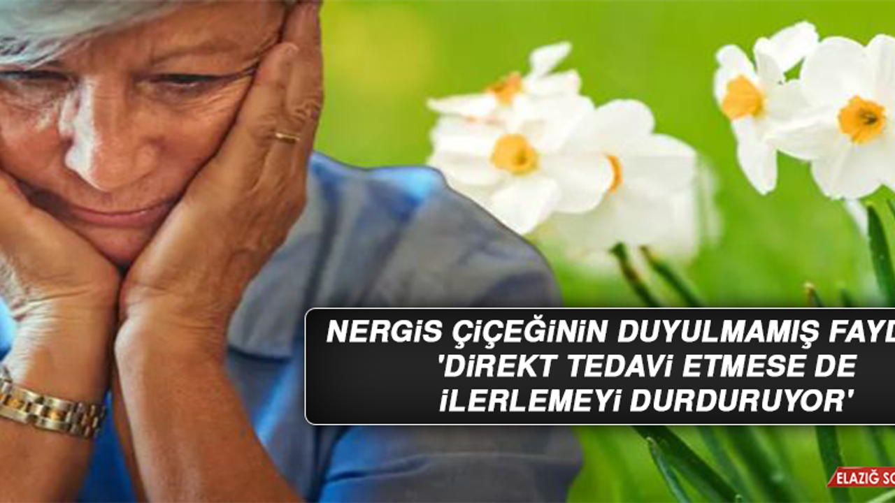 Nergis çiçeğinin duyulmamış faydası! 'Direkt tedavi etmese de ilerlemeyi durduruyor'