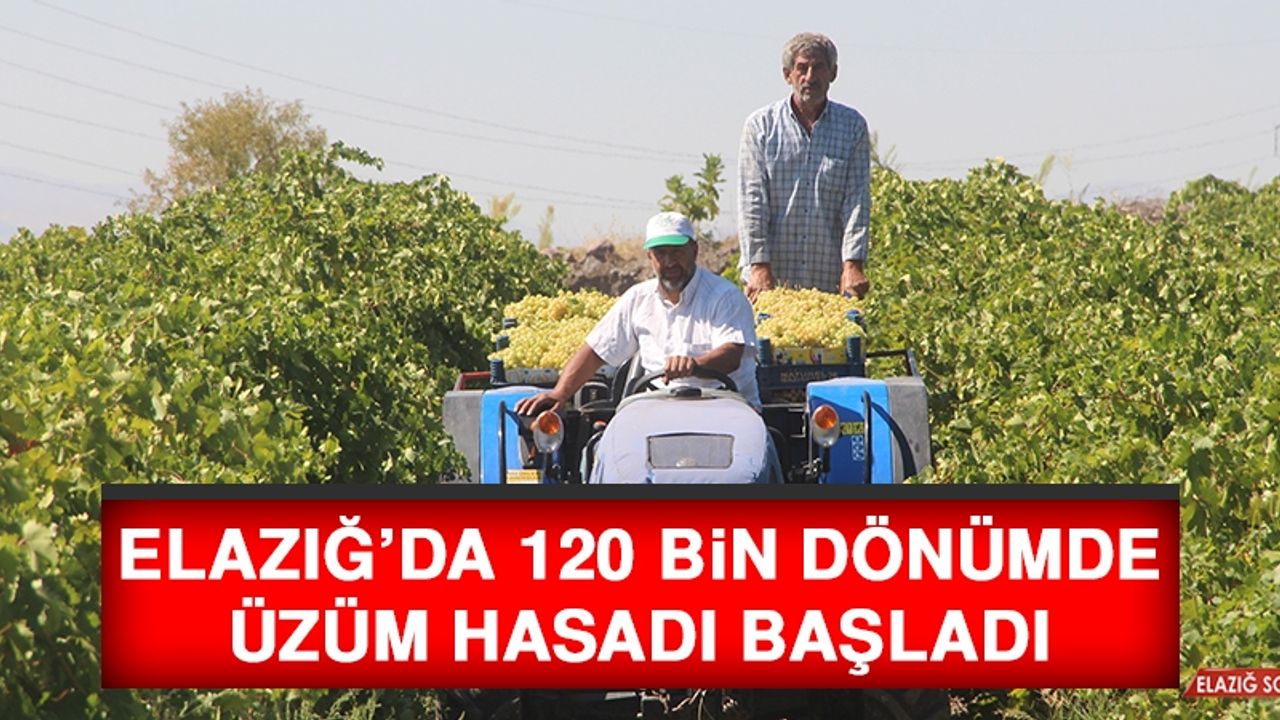 Elazığ’da 120 Bin Dönümde Üzüm Hasadı Başladı