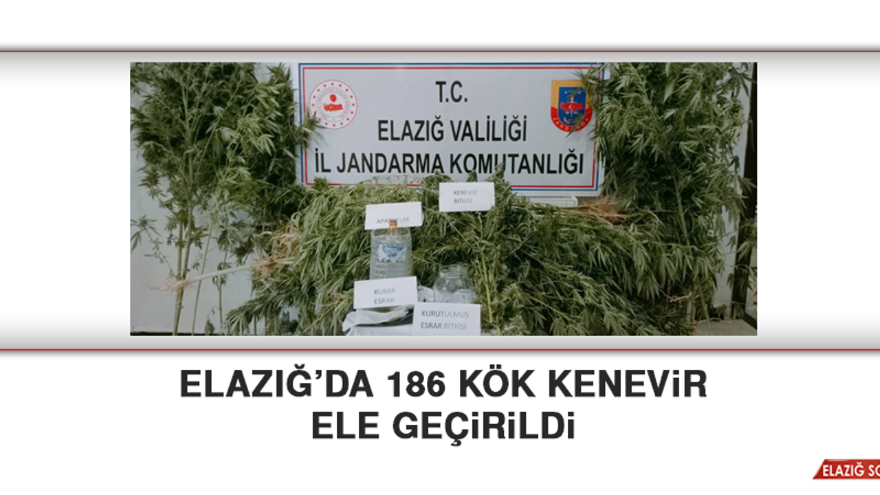 Elazığ’da 186 Kök Kenevir Ele Geçirildi