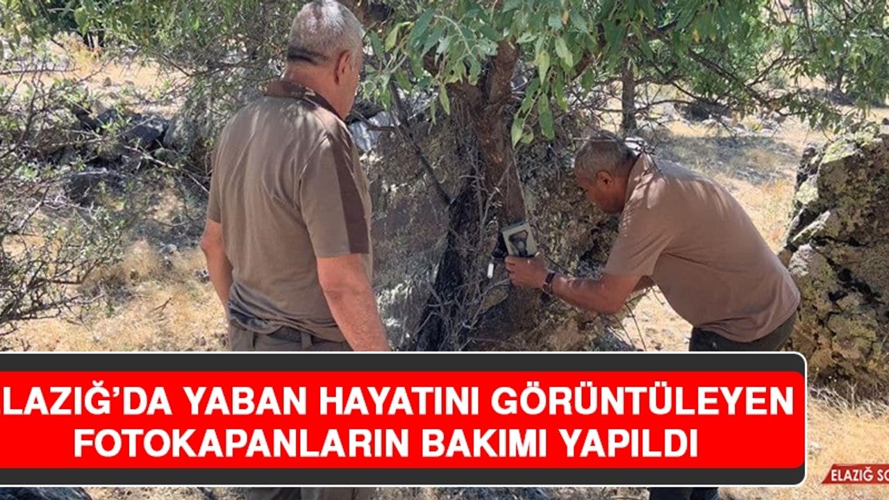 Elazığ’da Yaban Hayatını Görüntüleyen Fotokapanların Bakımı Yapıldı