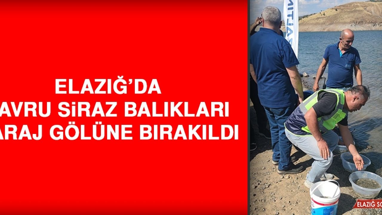 Elazığ’da Yavru Siraz Balıkları Baraj Gölüne Bırakıldı