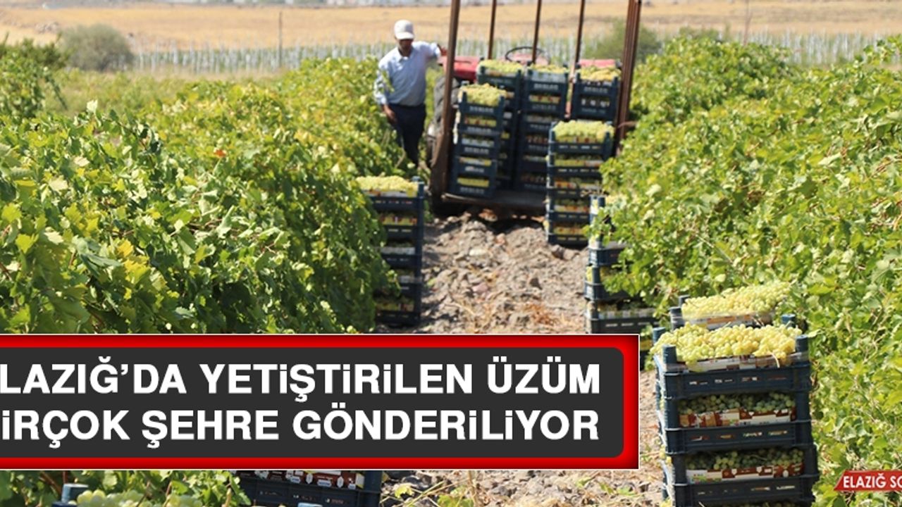 Elazığ’da Yetiştirilen Üzüm Birçok Şehre Gönderiliyor