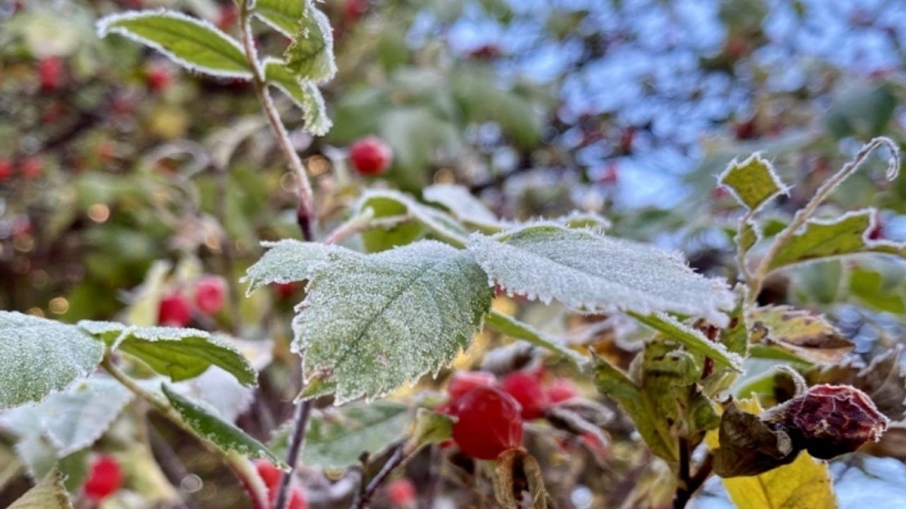Kars ve Ardahan'da bitkiler kırağıyla kaplandı, araç camları buz tuttu