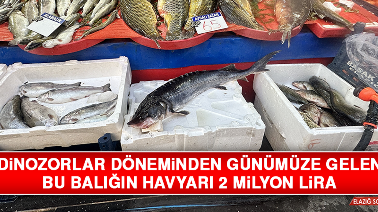 Dinozorlar Döneminden Günümüze Gelen Bu Balığın Havyarı 2 Milyon Lira