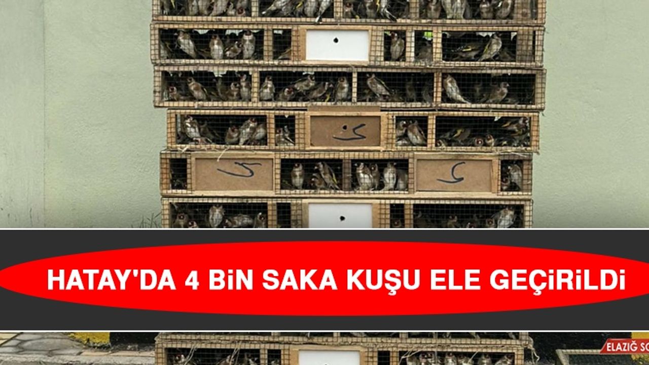 Hatay'da 4 Bin Saka Kuşu Ele Geçirildi