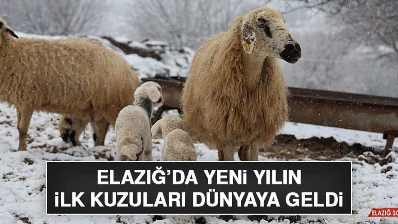 Elazığ’da Yeni Yılın İlk Kuzuları Dünyaya Geldi