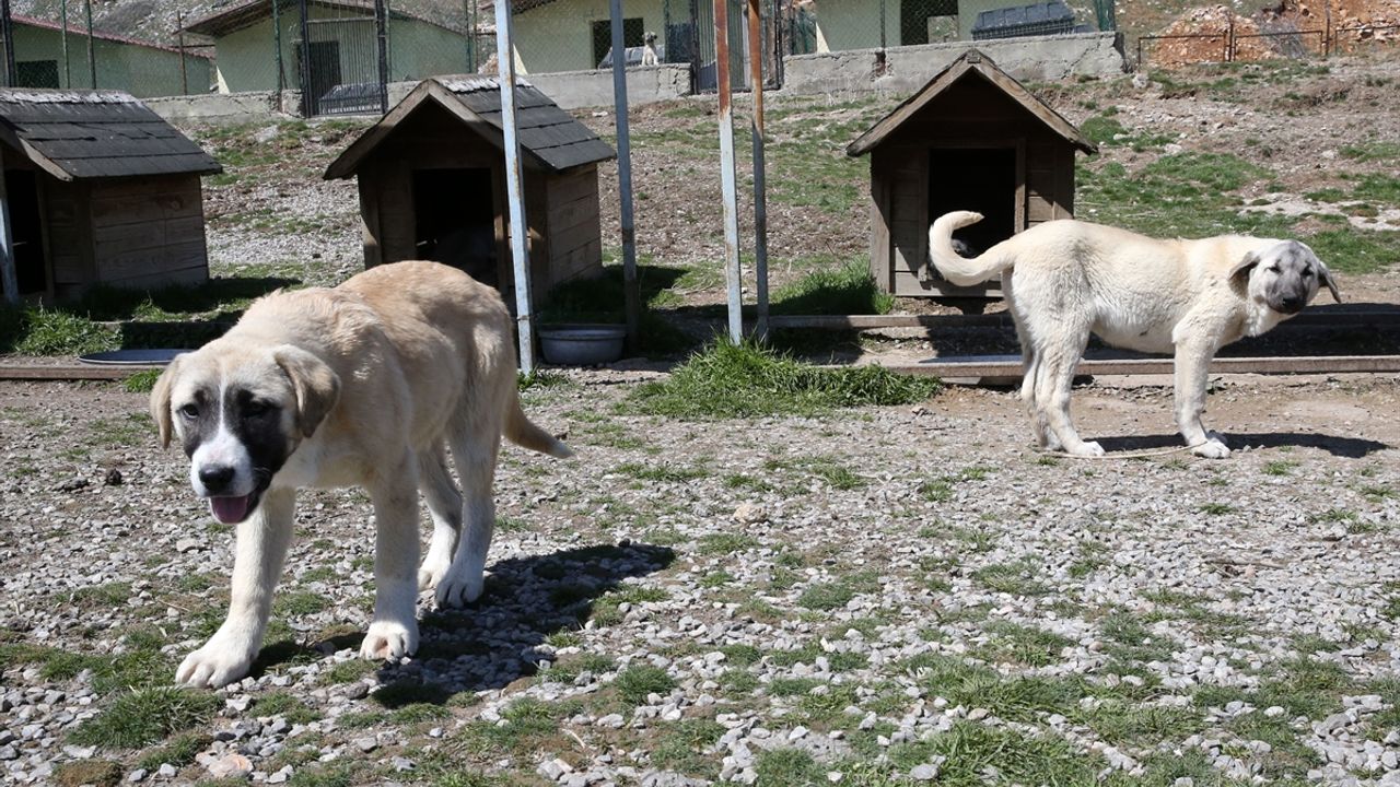 Bitlis'te sahipsiz köpekler belediyenin kurduğu merkezde korumaya alınıyor