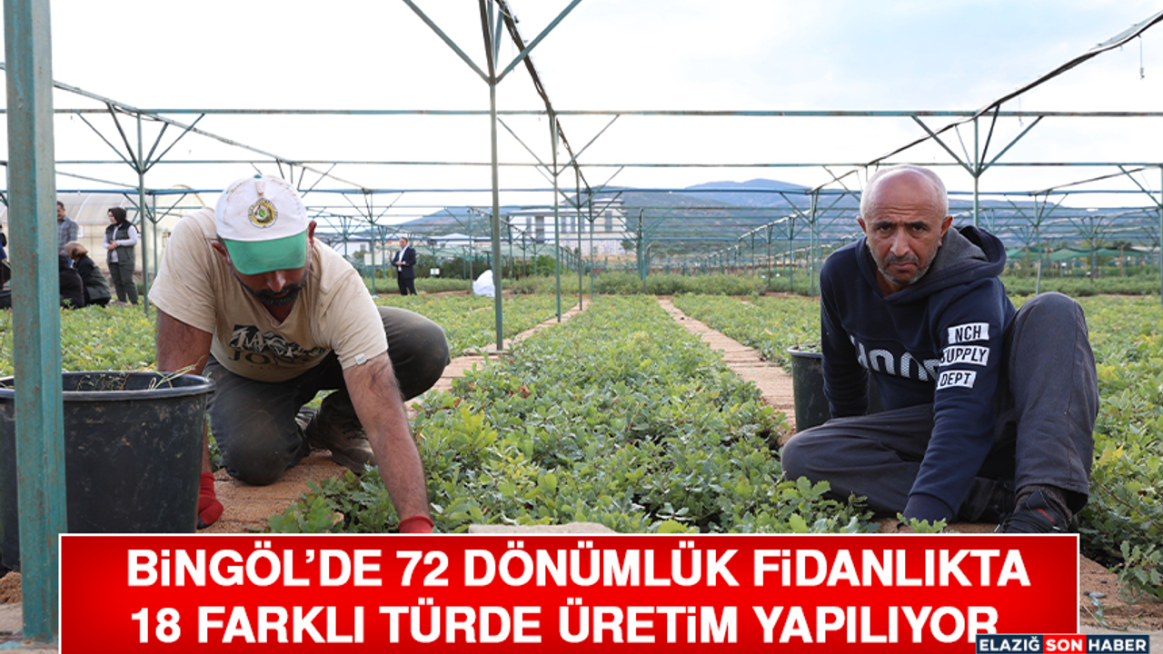 Bingöl'de 72 dönümlük fidanlıkta 18 farklı türde üretim yapılıyor