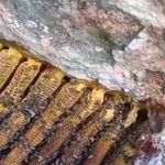 Bingöl'de kayalıklar arasında kilolarca bal çıkartıldı