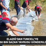 Elazığ’dan Tunceli’ye 450 Bin Sazan Yavrusu Gönderildi