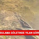 Baskil’de Sulama Göletinde Yılan Görüntülendi
