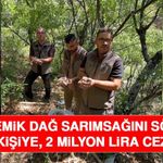 Endemik Dağ Sarımsağını Söken 3 Kişiye, 2 Milyon Lira Ceza
