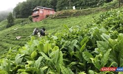 Çay ihracatı 3,2 milyon doları aştı