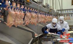 Tavuk eti üretimi ocakta azaldı