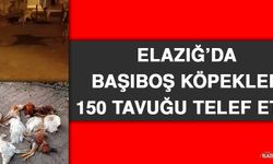 Elazığ’da Başıboş Köpekler 150 Tavuğu Telef Etti