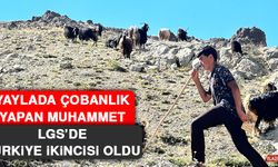 Yaylada Çobanlık Yapan Muhammet, LGS’de Türkiye İkincisi Oldu