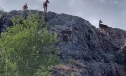 Koruma Altındaki Dağ Keçileri Sürü Halinde Görüntülendi