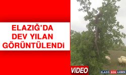 Elazığ’da Dev Yılan Görüntülendi