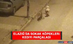 Elazığ’da Sokak Köpekleri Kediyi Parçaladı