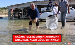 Sağma İşlemlerinin Ardından Anaç Balıklar Göle Bırakıldı